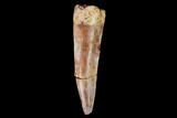 Serrated, Fossil Phytosaur Tooth - New Mexico #133369-1